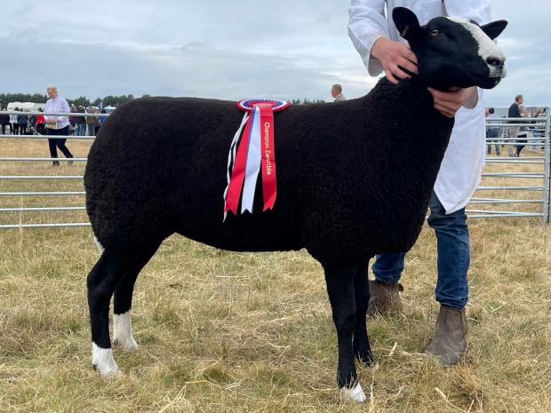 The Scottish Farmer: The gimmer, Paddock Juniper, from Paddock Zwartbles took home the breed champion ticket